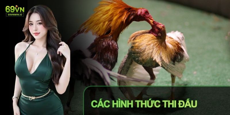 Đá Gà Thomo Tại 69VN - Sàn Đấu Kịch Tính Từ Campuchia 2 Đá gà Thomo cựa dao đem đến những phút giây kịch tính